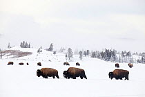 RF -Three Bison (Bison bison) walking through snow with herd feeding in background. Yellowstone National Park, Wyoming, USA. January. (This image may be licensed either as rights managed or royalty fr...