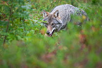 RF - Wolf (Canis lupus) walking through woodland in autumn. Controlled conditions, taken in Norway. September (This image may be licensed either as rights managed or royalty free.)