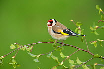 RF - Goldfinch (Carduelis carduelis) perched on silver birch branch. Scotland, UK. May. (This image may be licensed either as rights managed or royalty free.)