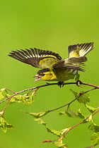 RF - Siskin (Carduelis spinus) male displaying aggressively Scotland, UK. May. (This image may be licensed either as rights managed or royalty free.)