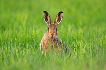 RF - Brown hare (Lepus europaeus) adult in arable field, Scotland (This image may be licensed either as rights managed or royalty free.)