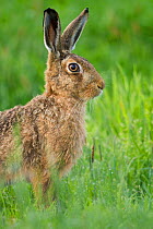 RF - Brown hare (Lepus europaeus) close-up portrait. Scotland, UK. (This image may be licensed either as rights managed or royalty free.)