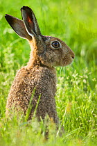 RF - Brown hare (Lepus europaeus) adult in arable field, Scotland, UK, August. (This image may be licensed either as rights managed or royalty free.)