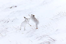 RF - Mountain Hare (Lepus timidus) two animals boxing on snowy hillside Scotland, UK. February. (This image may be licensed either as rights managed or royalty free.)