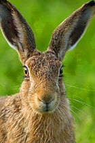 Brown hare (Lepus europaeus) close-up portrait of adult  , Scotland, UK. August.