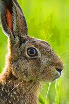 Brown hare (Lepus europaeus) adult in arable field, Scotland, August.