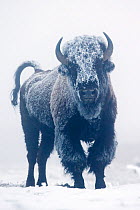 North American Bison (Bison bison) coated in frost standing on snow, Yellowstone National Park, Wyoming, USA, January.