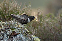 Ring Ouzel (Turdus torquatus) male carrying nest material perched on rock , Scotland, UK. May.