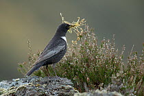 Ring ouzel (Turdus torquatus) male carrying nest material perched on rock , Scotland, UK. May.