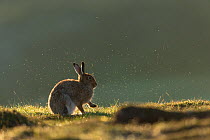 Mountain hare (Lepus timidus) adult in summer coat backlit, with morning dew spraying has it grooms., Scotland, UK. May.