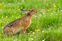 Brown hare (Lepus europaeus) adult feeding on grass shoots in summer meadow , Scotland, UK. June.