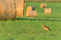 Brown hare (Lepus europaeus) in field of grass with bales of straw in background , Scotland, UK. July.
