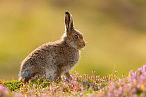 Mountain hare (Lepus timidus) leveret on heather moorland , Scotland, UK, August.