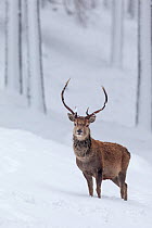 Red Deer stag (Cervus elaphus) in snow-covered pine forest , Cairngorms National Park, Scotland, UK. December.