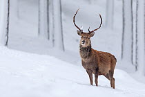 Red Deer stag (Cervus elaphus) in snow-covered pine forest , Cairngorms National Park, Scotland, UK. December.