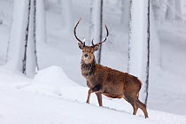 Red Deer stag (Cervus elaphus) walking through snow-covered pine forest , Cairngorms National Park, Scotland, UK. December.