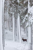 Red Deer stag (Cervus elaphus) in snow-covered pine forest, Cairngorms National Park, Scotland, UK. December.