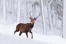 Red Deer stag (Cervus elaphus) in snow-covered pine forest, Cairngorms National Park, Scotland, UK. December.