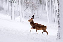 Red Deer stag (Cervus elaphus) trotting through snow-covered pine forest , Cairngorms National Park, Scotland, UK. December.