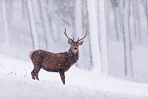 Red Deer stag (Cervus elaphus) stood in pine forest in falling snow , Cairngorms National Park, Scotland, UK. December.