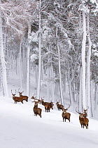 Red Deer (Cervus elaphus) herd in forest in snow , Cairngorms National Park, Scotland, UK. December.