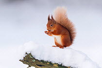 Red Squirrel (Sciurus vulgaris) feeding on hazelnut, Cairngorms National Park, Scotland, UK. December.