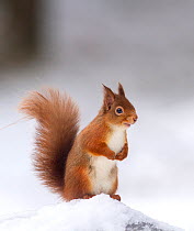 Red squirrel (Sciurus vulgaris) stood on log in snow , Cairngorms National Park, Scotland, UK. December.