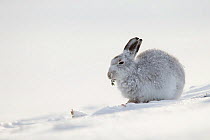 Mountain Hare (Lepus timidus) feeding on heather sprig (in snow), Scotland