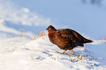 Red grouse (Lagopus lagopus scoticus) male on snow-covered heather moorland, Scotland, UK, January.