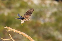 Kestrel (Falco tinnunculus) female taking flight from perch, Scotland, UK, February.