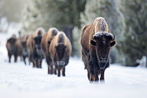 Bison (Bison bison) herd walking through snow towards camera, Yellowstone National Park, Wyoming, USA, June.