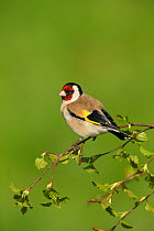 Goldfinch (Carduelis carduelis) perched on birch sprig in spring, Scotland, UK, May.