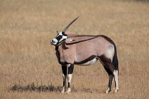 RF - Gemsbok (Oryx gazella) using horn to scratch back, Kgalagadi Transfrontier Park, South Africa, June. (This image may be licensed either as rights managed or royalty free.)