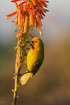 RF - Spectacled weaver (Ploceus ocularis), Zimanga Private Game Reserve, KwaZulu-Natal, South Africa, June. (This image may be licensed either as rights managed or royalty free.)