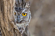 RF - Spotted eagle owl (Bubo africanus) looking out from tree trunk,  Kgalagadi Transfrontier Park, Northern Cape, South Africa, February. (This image may be licensed either as rights managed or royal...