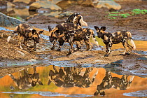 RF - African wild dog (Lycaon pictus) pups from pack exploring, Zimanga private game reserve, KwaZulu-Natal, South Africa, September. (This image may be licensed either as rights managed or royalty fr...