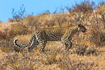RF - Leopard female (Panthera pardus), Kgalagadi transfrontier park, South Africa, June. (This image may be licensed either as rights managed or royalty free.)