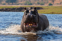 RF - Hippopotamus (Hippopotamus amphibius) showing territorial aggression, charging in Chobe river, Botswana, September. (This image may be licensed either as rights managed or royalty free.)