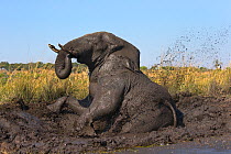 RF - African elephant (Loxodonta africana) mudbathing, Chobe River, Botswana, June. (This image may be licensed either as rights managed or royalty free.)