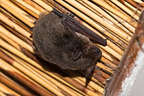 Cape serotine (Neoromicia capensis) bat, Kgalagadi transfrontier park, South Africa, June
