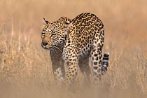 Leopard female (Panthera pardus), Kgalagadi transfrontier park, South Africa, June