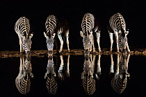 Plains zebra (Equus quagga) drinking at waterhole at night, Zimanga private game reserve, KwaZulu-Natal, South Africa, September