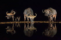 Cape buffalo (Syncerus caffer) drinking at waterhole at night, Zimanga private game reserve, KwaZulu-Natal, South Africa, September