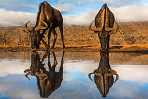 Common wildebeest (Connochaetes taurinus) with reflection at waterhole, Zimanga private game reserve, KwaZulu-Natal, South Africa, September