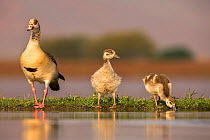 Egyptian goose (Alopochen aegyptiaca) with goslings, Zimanga private game reserve, KwaZulu-Natal, South Africa, September
