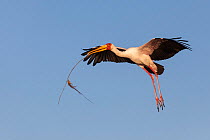 Yellow-billed stork (Mycteria ibis) carrying nesting material, Chobe River, Botswana, June
