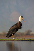 Woollynecked stork (Ciconia episcopus), Zimanga private game reserve, KwaZulu-Natal, South Africa, June