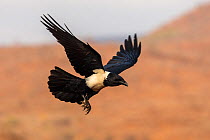 Pied crow (Corvus albus), Zimanga private game reserve, KwaZulu-Natal, South Africa, September