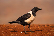 Pied crow (Corvus albus). Zimanga private game reserve, KwaZulu-Natal, South Africa. September.