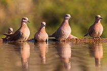 Laughing doves (Streptopelia senegalensis) at water. Zimanga private game reserve, KwaZulu-Natal, South Africa. June.